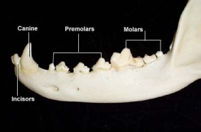 Cat Teeth (vivo.colostate.edu)
